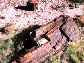 Petrified log