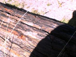 Petrified log