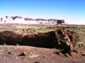Petrified log