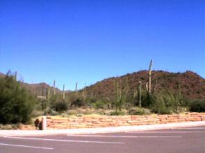 Saguaro Cactus