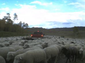 Sheep Herd in Road